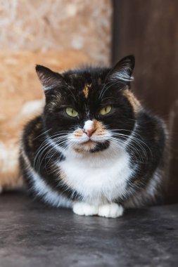 Yoğun Yeşil Gözlü Bir Calico Kedisinin Yakın Çekim Portresi