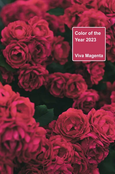 Kwitnące Róże Bliska Ogrodzie Ciemne Nastrojowe Kwiaty Kolor Demonstracyjny Roku Zdjęcie Stockowe