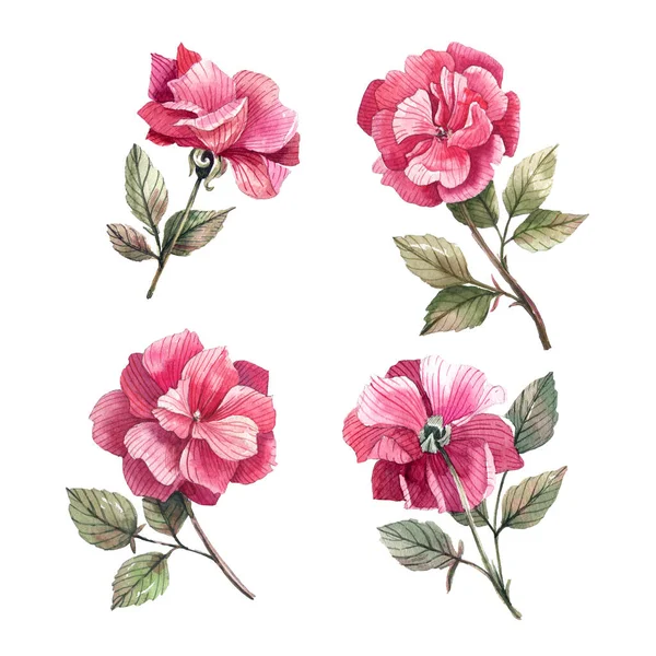Watercolor illustration of delicate roses in vintage style. Lovely, watercolor roses on a white background.
