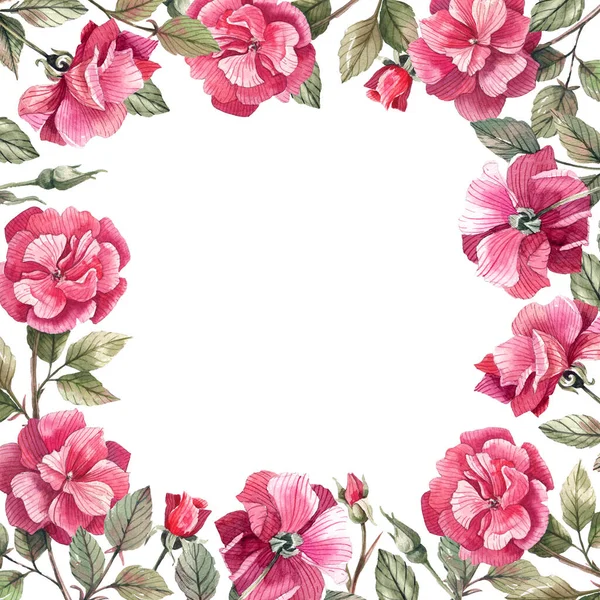 Cadru Drăguț Floral Trandafiri Muguri Fundal Alb Ramă Romantică Vintage — Fotografie, imagine de stoc