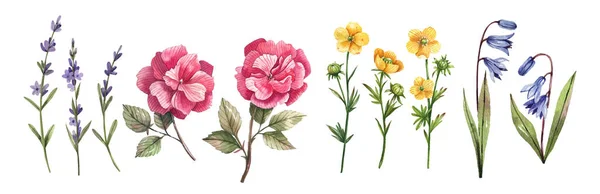 Colecție Flori Sălbatice Buttercupe Trandafiri Lavandă Bluebells Pictate Acuarelă Set — Fotografie, imagine de stoc