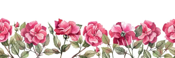 Borde Sin Costuras Con Flores Brotes Rosas Rosadas Pintadas Acuarela — Foto de Stock