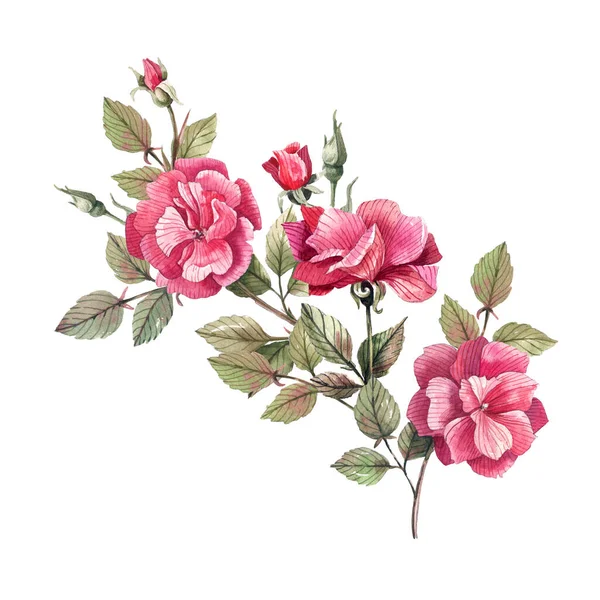 Aquarell Illustration Eines Rosenzweiges Mit Knospen Und Blüten Illustration Isoliert — Stockfoto