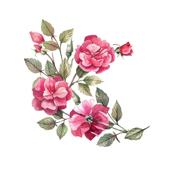 Teerose Zweig Mit Blumen Und Knospen Aquarell Illustration Vintage Stil — Stockfoto