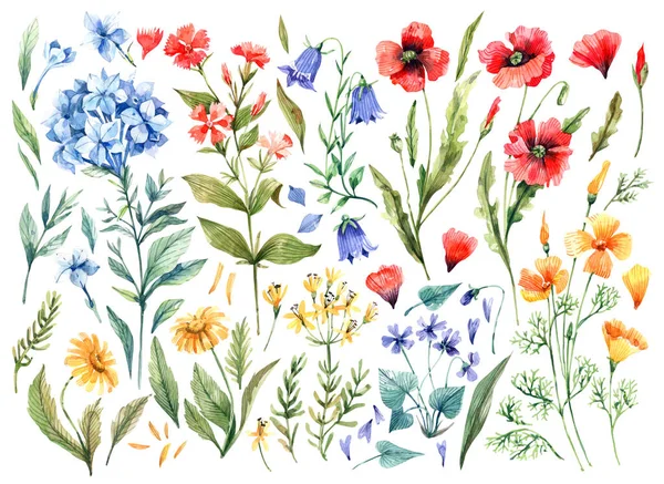 Poppies, wild carnations, eschscholzia, hydrangeas, daisies, bluebells, violets - summer wild flowers hand drawn in watercolor. Collection of meadow flowers isolated on white background.