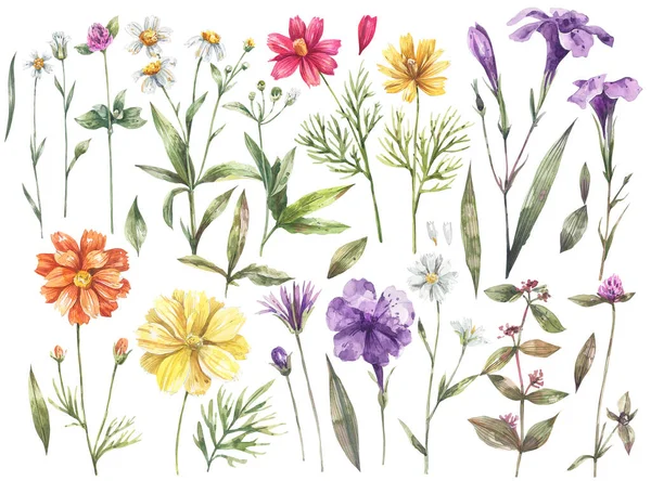 Verzameling Van Aquarel Illustraties Van Wilde Bloemen Geïsoleerd Witte Achtergrond — Stockfoto