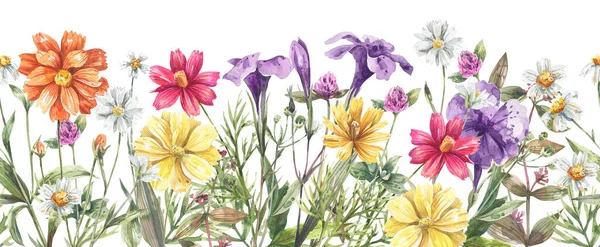 Watercolor Floral Seamless Border Cosmea Flowers Bluebells Herbs Yellow Flowers — Stock Photo, Image