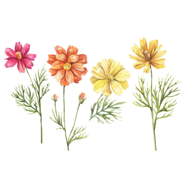Collection Watercolor Illustration Cosmos Flowers — Stock Photo, Image