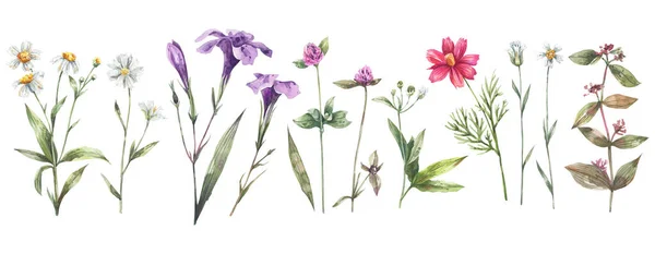 Verzameling Van Aquarel Illustraties Van Wilde Planten Bloemen Kruiden Bessen — Stockfoto
