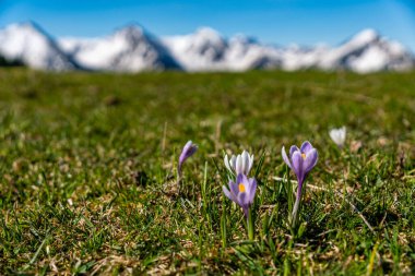 Büyüleyici alp timsahları bahar çiçekleri Tannheimer vadisinde bir dağ çayırında