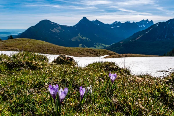 Förtrollande Alpina Krokusar Våren Blommor Bergsäng Tannheimer Valley — Stockfoto