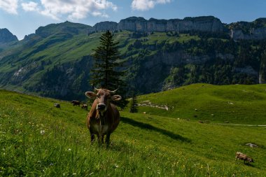 Wasserauen 'den İsviçre' deki Appenzellerland 'deki Meglisalp' e kadar Alpstein dağlarında harika bir yürüyüş.