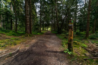 Oberreute Sulzberg yakınlarındaki Wildrosenmoos 'da güzel bir dağ yürüyüşü.