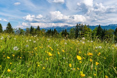 Beautiful high moor family hike in the Wildrosenmoos Westallgau water trail near Oberreute Sulzberg clipart