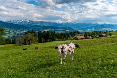 Beautiful high moor family hike in the Wildrosenmoos Westallgau water trail near Oberreute Sulzberg clipart