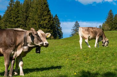 Rottachsee Gölü boyunca Allgau bölgesindeki Burgkranzegg kalıntılarına uzanan vadi yolu ile güzel bir yürüyüş.