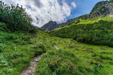 Yeşillik ve çarpıcı zirvelerle çevrili Allgau bölgesinde manzaralı bir dağ yolu.