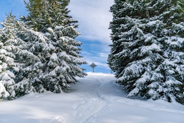 Beautiful winter landscape with snow-covered path surrounded by tall evergreen trees with blue sky clipart