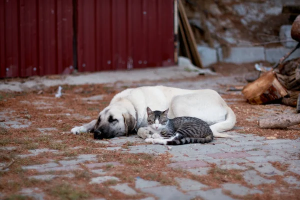 Hund Och Herrelös Tabby Katt Ligger Tillsammans Vänliga Marken — Stockfoto