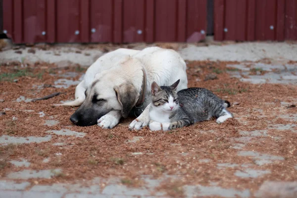 Hund Und Streunende Tabby Katze Liegen Freundlich Beieinander Auf Dem — Stockfoto