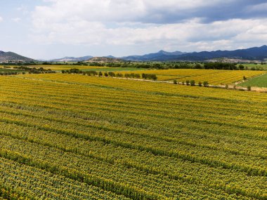 Ayçiçeği tarlalarının havadan görünüşü. Fotoğraf İHA ile çekildi..
