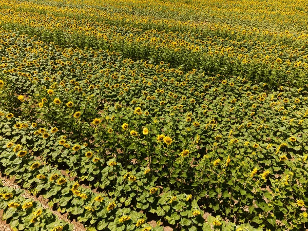 Luftaufnahme Der Sonnenblumenfelder Foto Mit Einer Drohne — Stockfoto