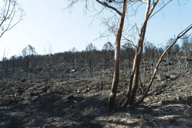 Derya 'daki orman yangınından sonra Seferihisar Doganbey Turkey, çerçevede yanan ağaçlar.