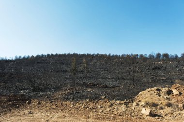 Derya 'daki orman yangınından sonra Seferihisar Doganbey Turkey, çerçevede yanan ağaçlar.