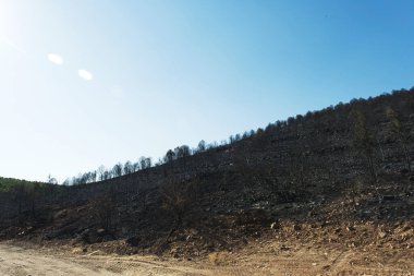 Derya 'daki orman yangınından sonra Seferihisar Doganbey Turkey, çerçevede yanan ağaçlar.
