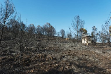 Derya 'daki orman yangınından sonra Seferihisar Doganbey Turkey, çerçevede yanan ağaçlar.