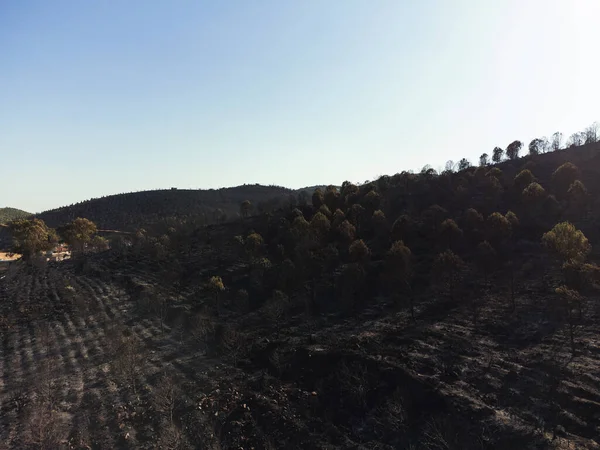 Consecuencias Del Incendio Forestal Sitio Derya Seferihisar Doganbey Turquía Árboles —  Fotos de Stock