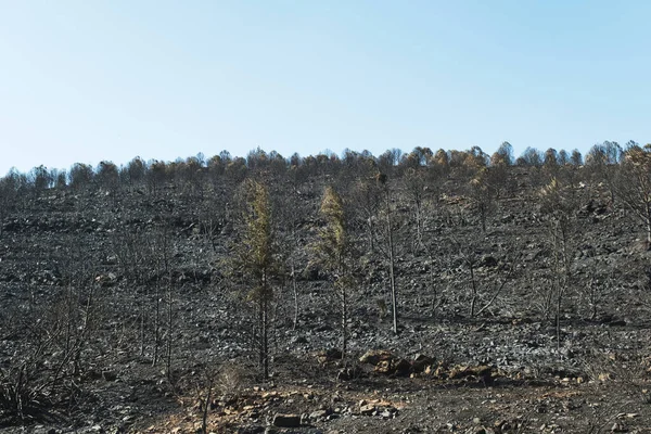 Aftermath the forest fire at Derya site Seferihisar Doganbey Turkey, Burnt trees in the frame.