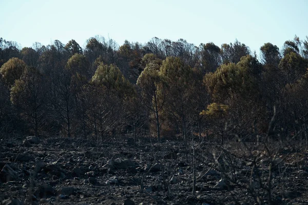 Consecuencias Del Incendio Forestal Sitio Derya Seferihisar Doganbey Turquía Árboles —  Fotos de Stock