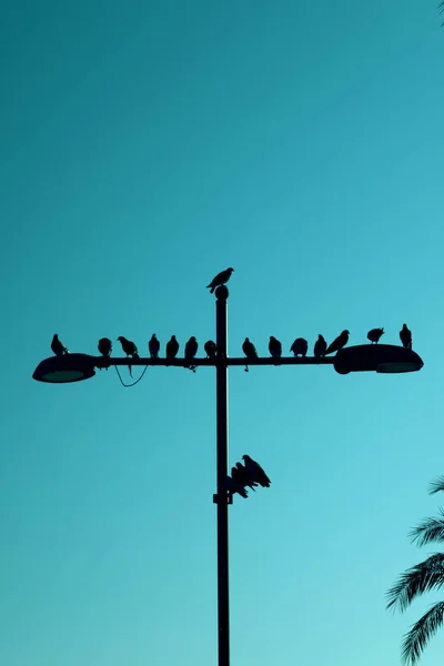 Pájaros Silueta Una Lámpara Calle Sobre Fondo Cielo Azul —  Fotos de Stock