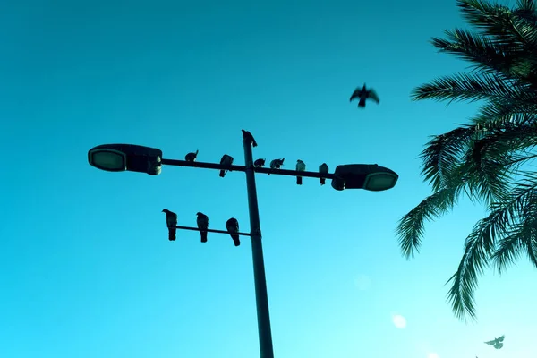 Silhouette Πουλιά Μια Λάμπα Του Δρόμου Ένα Μπλε Φόντο Ουρανό — Φωτογραφία Αρχείου