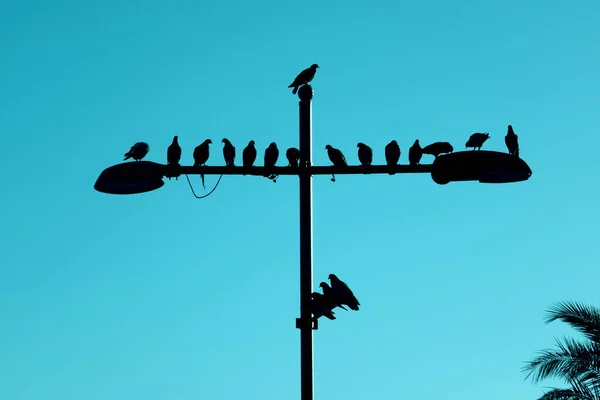 Silhouette Πουλιά Μια Λάμπα Του Δρόμου Ένα Μπλε Φόντο Ουρανό — Φωτογραφία Αρχείου