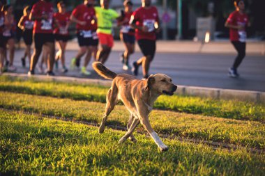 Yarı maratonda yarışan yarışmacılar ve bir köpek İzmir 'in kurtuluşunun 100. yıldönümü için özel koşuyorlar.