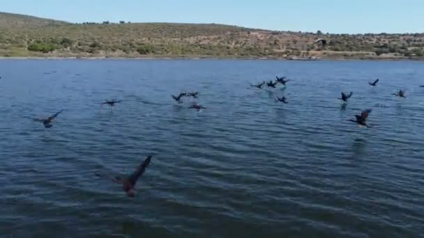 在Yahsibey灌溉池塘Dikili Izmir土耳其上空与Cormorant鸟一起飞行的无人机镜头 — 图库视频影像