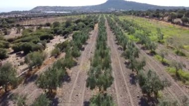 Zeytin tarlasının üzerinde uçan drone görüntüleri.