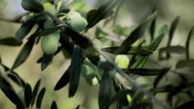 Zeytin dallarına yakın çekimde zeytin dalları.