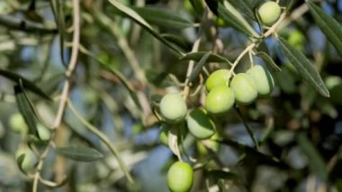 Zeytin dallarına yakın çekimde zeytin dalları.