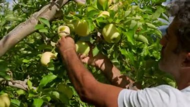 Orta Doğulu bir adam elma bahçesindeki bir ağaçtan yeşil elma topluyor..