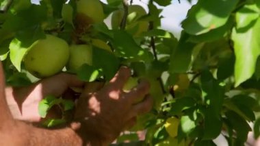 Orta Doğulu bir adam elma bahçesindeki bir ağaçtan yeşil elma topluyor..