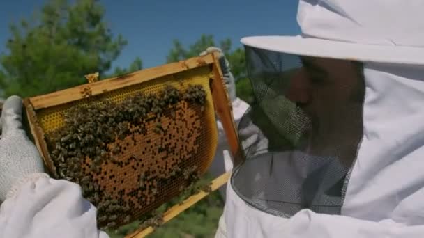 Beekeeper Checking Honeycomb Frame Bees — Stock Video