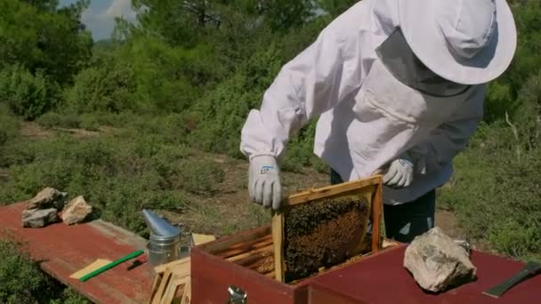 Bijenhouder Controleert Het Honingraatframe Bijen — Stockvideo