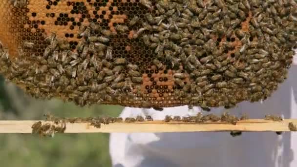 Close Shot Honeycomb Fundo Textura Com Monte Abelhas Sobre Ele — Vídeo de Stock