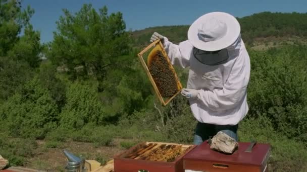 Arıcı Bal Peteği Çerçevesini Arıları Kontrol Ediyor — Stok video