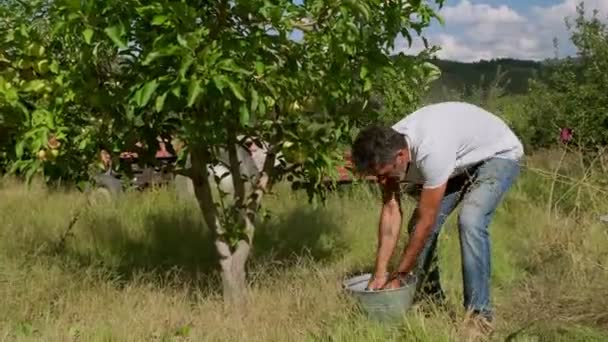 Moyen Orient 40S Mâle Collecte Pomme Verte Partir Pommier Dans — Video