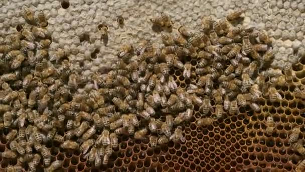 Close Shot Honeycomb Fundo Textura Com Monte Abelhas Sobre Ele — Vídeo de Stock