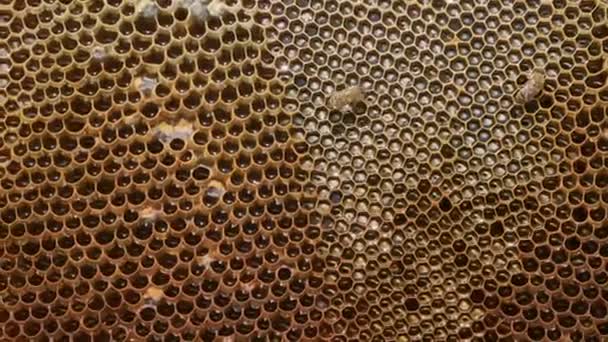Zbliżenie Strzał Honeycomb Tekstury Tła Niektórych Pszczół Pszczół Dla Dzieci — Wideo stockowe